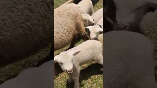 Anak Domba Lucu #shortsvideo #shorts #dombalucu #kambing #domba