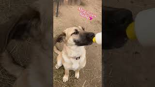 A Day in the Life of A Sheepdog In Training.