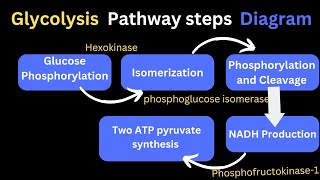 Glycolysis pathway steps products diagram #glycolysis #respiration #trendingshorts #mltclasses