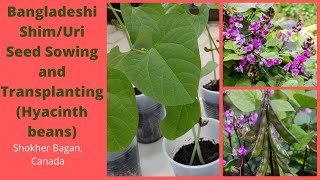 How To Sow Hyacinth Bean/Bangladeshi Shim/Uri#Grow from seeds#Repotting#Shokher Bagan#Canada#2021