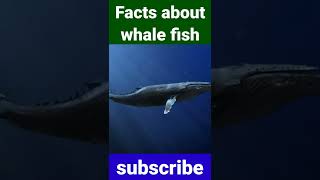 Animal Facts || Facts about whale fish || facts about whale shark || world facts || Shorts #shorts