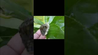 CATERPILLAR COCOON DISGUISED AS A RATTLESNAKE ON A LIME TREE