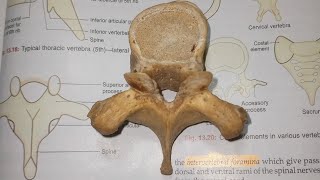 Typical Thoracic Vertebrae | Human Anatomy| BD Chaurasia's