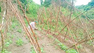 Buhay Probinsya - Igorot Dreamer