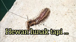 Ulat Bulu, hewan laut paling di hindari