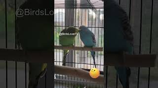 Smart and lovely little budgies #part-1