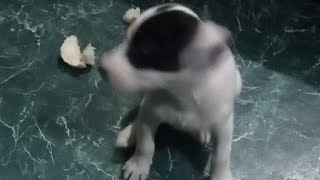 Dog ki masti