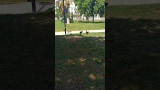 Los loros en un parque de Málaga #short #parrot