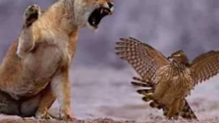 Wild Animal Attacks :  Animals Hunting Their Food