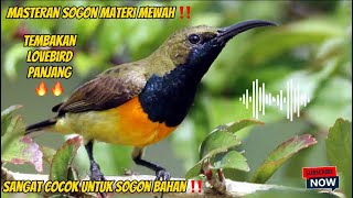 MASTERAN SOGON BAHAN TEMBAKAN LOVEBIRD PANJANG🔥🔥#masteranburung #sogon #sogontrotol #sogonbahan