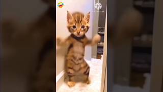 billi ne kiya dance #shorts #shortsfeed #funny #ajaypop #cat #funnycats #comedycats #comedy #memes