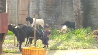 Hampir Saja Anak Kecil Ini Di Sruduk Kambing