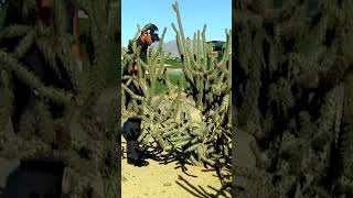 Kyle Stanley's Stunning Cactus Rescue: A PGA TOUR Highlight #golfhighlights #pgatour #golftournament