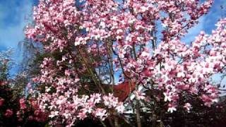 Pink Magnolia Victoria BC Feb 28