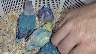 How To Proper Handfeed Lovebirds Chicks | Lovebird K Bachon Ko Feed Kaise Karwate Hain