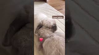 Animal love ❤️ #shortvideo #viral #trending #cute #animals #shorts #short #shortsviral #youtube