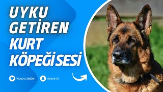 Köpek Sesleri Derleme | 1 Saat Versiyon |  Yüksek Kalite | Gerçek Ses |