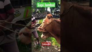 Sapi Jambul #sapi #trending #sapisuper #shorts