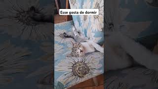 #leãozinhovolador #músicainfantil #acoruja #cat #adote #gatos #viralvideo #gato #adotaretudodebom