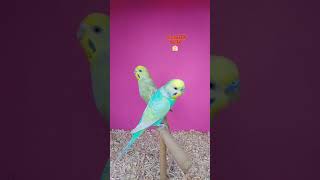 Rainbow budgies