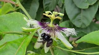 Mamangava na cidade, colhendo néctar e polinizando as flores.