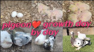 My home breed pigeon 🤩ll Growth day by day 🤩❤️Day 1 to 70 ll egg 🥚 to fly🕊️🕊️