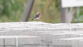 Nonnensteinschmätzer ( Oenanthe pleschanka ) an einem Altarm der Elbe bei Torgau _ #vogelbeobachtung