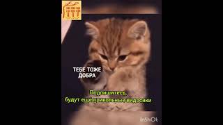 #Shorts всем добра! приколы с котами