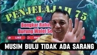 musim pergantian bulu walet susah bikin sarang ada apa..