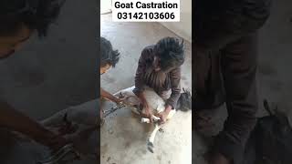 Goat castration Karachi || Bakra khassi krne ka tareeka.