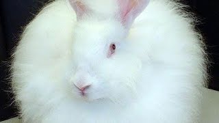 Beautiful rabbits with baby bunnies during eating... #rabbit #animals #cute