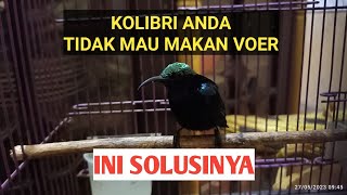 Cara Mudah Ngevoer Burung Kolibri Bagi Pemula