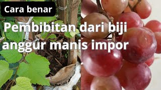 cara pembibitan anggur manis dari biji yang benar