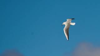 The Surprising Beauty of Laughing Gulls