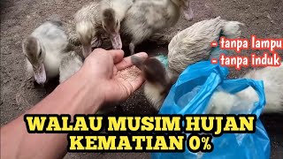 MERAWAT ANAK ENTOK TANPA LAMPU || ALHAMDULILLAH LOLOS SELEKSI ALAM