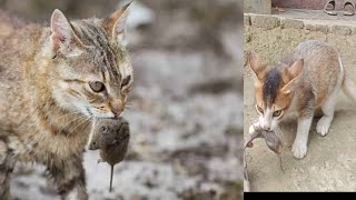 এই বিড়ালটি কীভাবে ইঁদুরটি খেল🙀| Cat Eating Rat Alive | Cat Eating Rat Video |