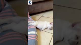 Sleeping puppy snore. To cute