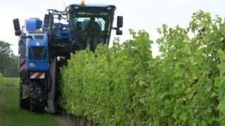 Vendanges 2013