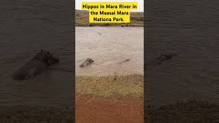 WILDDEBEAST MIGRATION: Watch Hippos in Mara River in the Maasai Mara National Park.#maasaimara