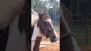 First successful Canter vs. Cantring now #horse #horsebackriding #horseriding #horses #improvement