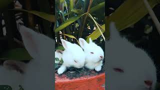 cute Rabbit. #indianvlogger #rabbit #cutebaby #naturephotography #selflesslove #happiness #truelove