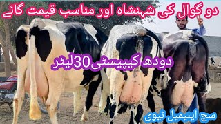 03466152628| friesian cholistani cross cow for sale on such animal tv| cholistani friesian cross |