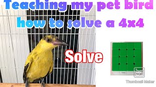 Teaching my pet bird how to solve a 4x4