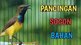 PANCINGAN SOGON BAHAN PALING AMPUH, SOGON GACOR