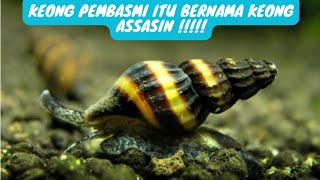 KEONG ASSASIN ATAU KEONG PEMBURU HAMA !!! ( CLEA HELENA )