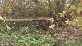 bever sporen gevonden in dordrecht