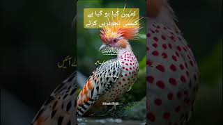 سوره قلم ۔۔آیت 44-36 ۔۔|||||#islamistics #viralshort #shorts #shortsyoutube