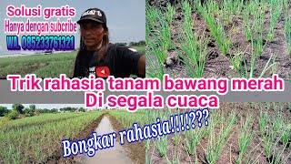 tutorial tanam bawang merah, trik rahasia tanam bawang merah di segala cuaca