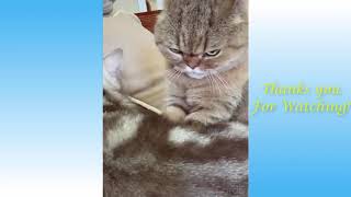 Cute Pets And Funny Animals Compilation 2020-Try Not Laughing🤣🤣🤣