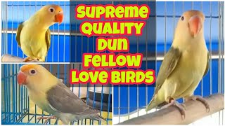 Super Quality Love Birds | Love Birds Latest Price | Khan Birds Collection